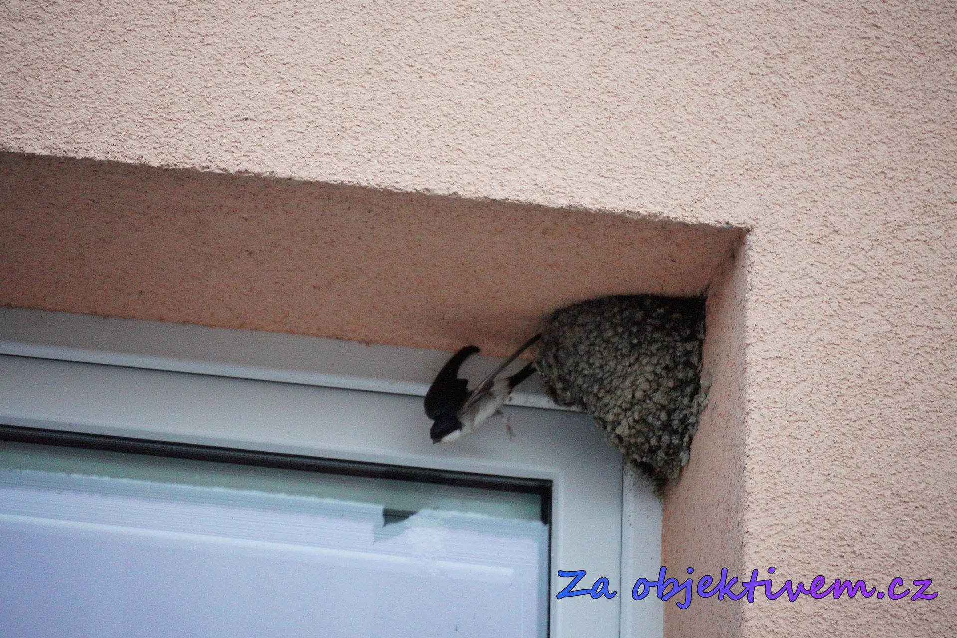 Jiřička obecná